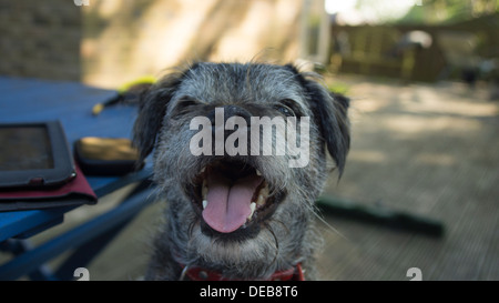 Border terrier pour ouvrir la bouche yeux dents langue maternelle Banque D'Images