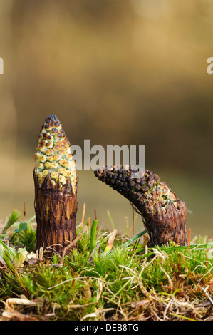 Deux nouvelles pousses de prêle des champs (Equisetum arvense) développe à Blashford Lakes, New Hampshire. Mars. Banque D'Images