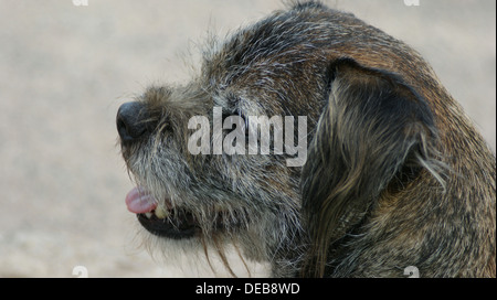 Border terrier visage nez oreilles cheveux dents langue maternelle Banque D'Images