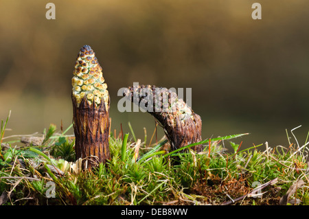 Deux nouvelles pousses de prêle des champs (Equisetum arvense) développe à Blashford Lakes, New Hampshire. Mars. Banque D'Images