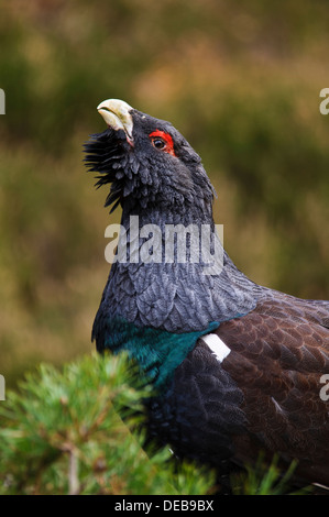 Un mâle de coq de bruyère (Tetrao urogallus) effectuant son affichage dans Invereshie territoriale et Inshriach National Nature Reserve Banque D'Images