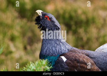 Un mâle de coq de bruyère (Tetrao urogallus) effectuant son affichage dans Invereshie territoriale et Inshriach National Nature Reserve Banque D'Images