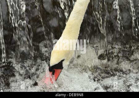 Swan s'alimenter à une chute d'eau Banque D'Images