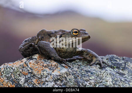 Un crapaud commun (Bufo bufo) est assis sur un rocher incrusté de lichen sur les rives du Loch Ruthven dans l'Inverness-shire, en Écosse. Mars. Banque D'Images