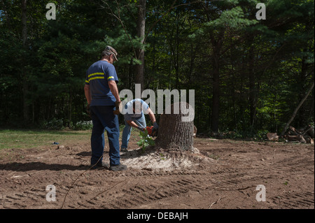 Les hommes à l'aide d'une scie à chaîne pour supprimer une souche d'arbre dans la région de Foster, Rhode Island. Banque D'Images