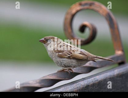 Close up of sparrow assis sur un banc Banque D'Images