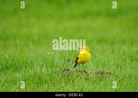 Un adulte la bergeronnette printanière (Motacilla flava) debout sur un petit tas de boue dans les prairies à Elmley Banque D'Images