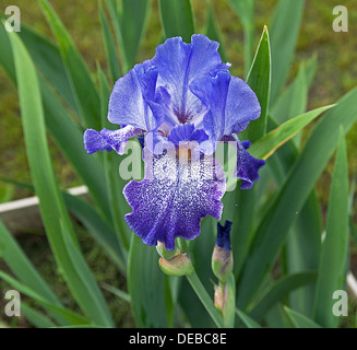 Fleur d'iris bleu ciel Banque D'Images