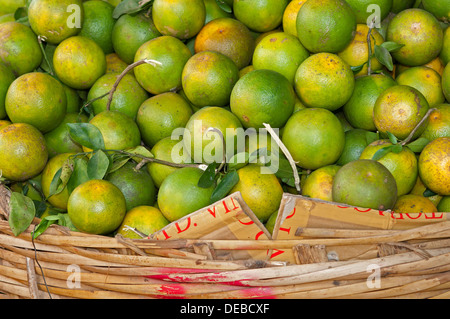 Pursat vert-orange, une variété spéciale d'oranges dans un marché à Battambang, Cambodge, en Asie du sud-est Banque D'Images
