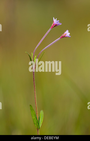 Marsh Willowherb ; l'Epilobium palustre ; Fleur ; UK Banque D'Images