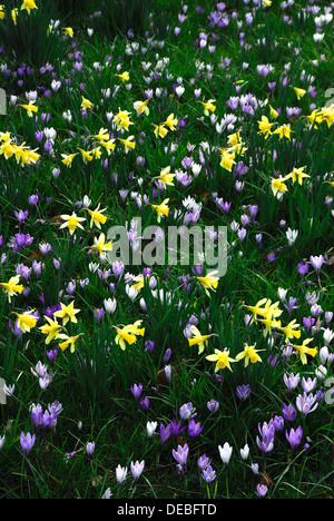 Une pelouse pleine de fleurs de crocus et de narcisses UK Banque D'Images