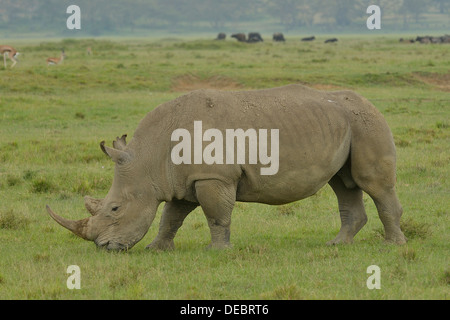 Rhinocéros blanc ou Square-lipped Rhinoceros (Ceratotherium simum), Parc National de Nakuru de lac, près de Nakuru, Province de Liège Banque D'Images