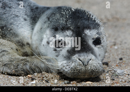 Phoque commun (Phoca vitulina), pup, îles de la Frise orientale, Frise orientale, Basse-Saxe, Allemagne Banque D'Images