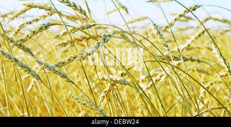 Les épis de blé contre le ciel bleu Banque D'Images