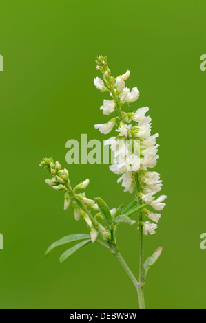 Bokhara Clover, le miel de trèfle ou mélilot blanc (Melilotus alba), fleurs, Rhénanie du Nord-Westphalie, Allemagne Banque D'Images