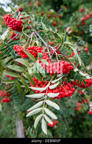 Baies rouge vif Rowan Rowan sur un arbre en début de l'automne. Banque D'Images