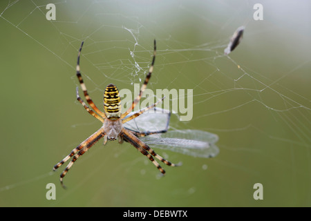 Spider Argiope bruennichi (WASP), de l'Ems, Basse-Saxe, Allemagne Banque D'Images