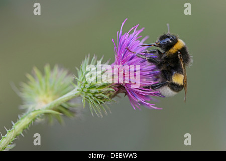 Buff-tailed Bumblebee ou Grande Terre bourdon (Bombus terrestris), de l'Ems, Basse-Saxe, Allemagne Banque D'Images