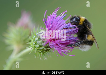 Buff-tailed Bumblebee ou Grande Terre bourdon (Bombus terrestris), de l'Ems, Basse-Saxe, Allemagne Banque D'Images