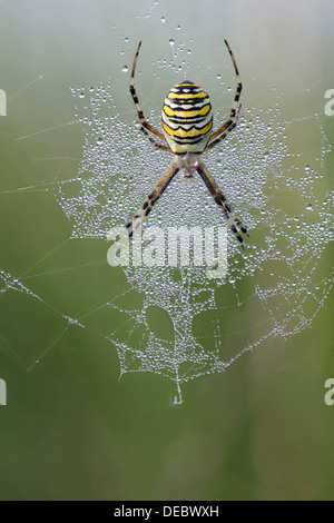 Spider Argiope bruennichi (WASP), de l'Ems, Basse-Saxe, Allemagne Banque D'Images