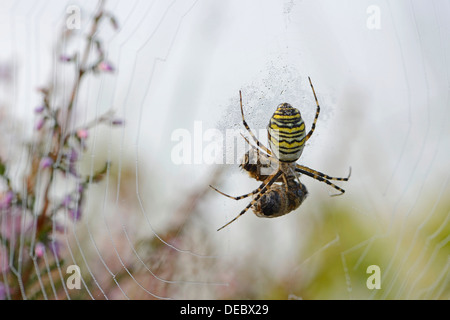 Spider Argiope bruennichi (WASP), de l'Ems, Basse-Saxe, Allemagne Banque D'Images