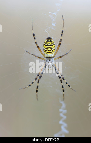 Spider Argiope bruennichi (WASP), de l'Ems, Basse-Saxe, Allemagne Banque D'Images