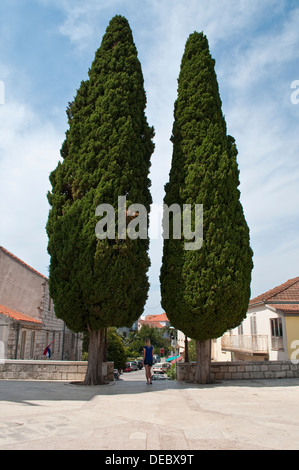 Deux cyprès en face de l'église de Saint Joseph, Vela Luka, île de Korcula, Croatie Banque D'Images