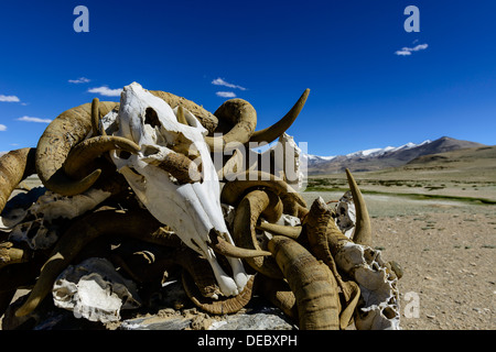 Tas de crânes et cornes de yak, lieu de prière bouddhiste et la méditation, Korzok, Ladakh, le Jammu-et-Cachemire, l'Inde Banque D'Images