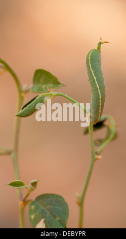 Les Colotis Caterpillar de fausta aussi gros saumons (Arabe) fausta Madais papillon photographié en Israël en Septembre Banque D'Images