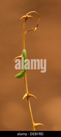 Les Colotis Caterpillar de fausta aussi gros saumons (Arabe) fausta Madais papillon photographié en Israël en Septembre Banque D'Images