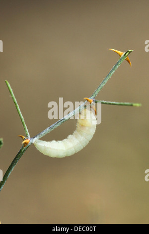 Les Colotis Caterpillar de fausta aussi gros saumons (Arabe) fausta Madais construit son cocon de papillon Banque D'Images