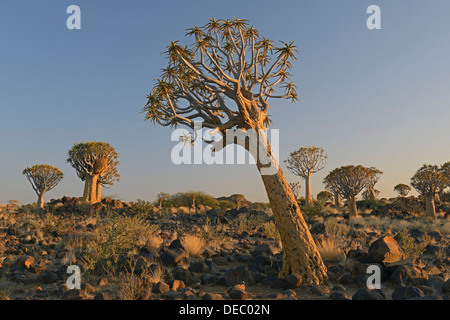 Arbres carquois (Aloe dichotoma) in early morning light, Keetmanshoop, Région Karas, Namibie Banque D'Images