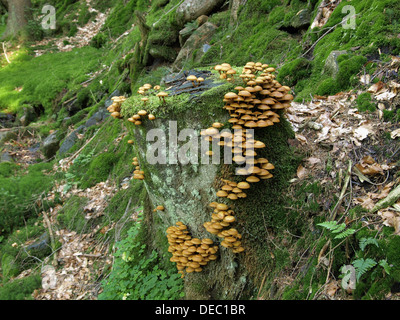 Woodtuft / Kuehneromyces mutabilis gainé Gemeine / Stockschwämmchen Banque D'Images