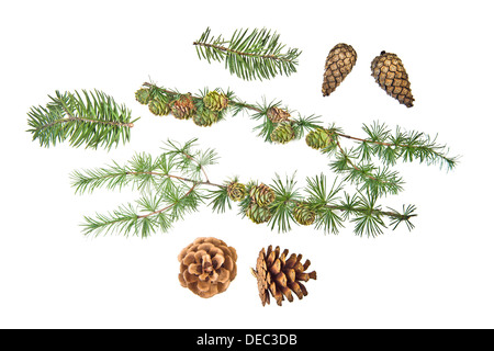 Ensemble de cônes avec branches et ornement de Noël sur fond blanc Banque D'Images