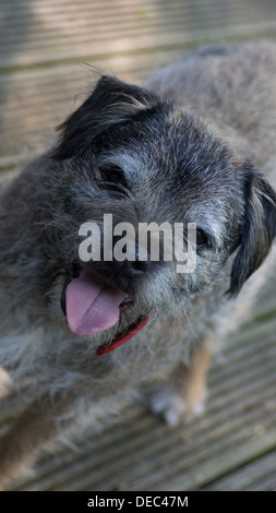 Border terrier dog face oreilles langue maternelle en dehors de paws Banque D'Images