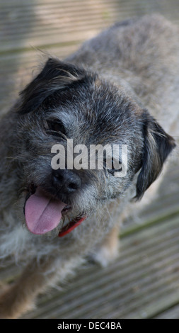 Border terrier dog face oreilles langue maternelle en dehors de paws Banque D'Images
