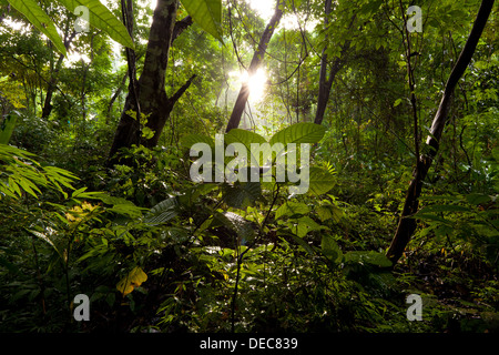 Lever du soleil dans les 265 hectares du parc métropolitain de la forêt tropicale, République du Panama. Banque D'Images