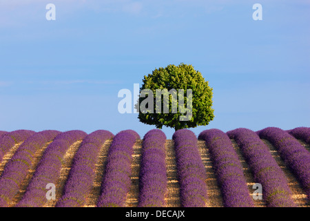 Un arbre dans champ de lavande Banque D'Images