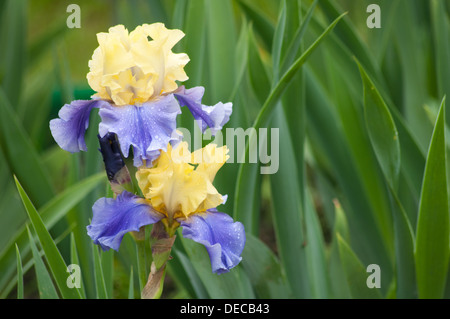 Deux iris jaune et bleu sur un fond vert feuilles Banque D'Images