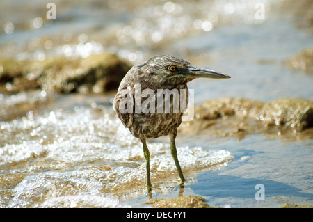 Sandpiper à la mer Rouge shore Banque D'Images