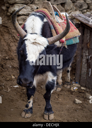 Un dzo, hybride de yak et le bétail domestique, le long du sentier pour Camp de base de l'Everest au Népal. Banque D'Images