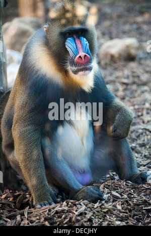 Mandrill (Mandrillus sphinx) assis dans Bioparco, Rome, Italie, Europe Banque D'Images