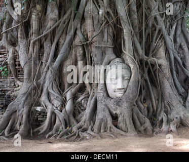 La célèbre tête de Bouddha entouré par les racines des arbres, Wat Mahathat, Ayutthaya, Thaïlande Banque D'Images