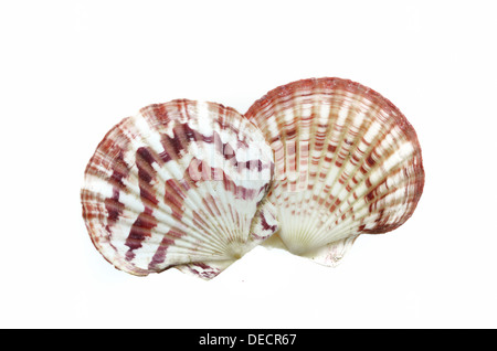 Coquilles de mer isolé sur fond blanc Banque D'Images