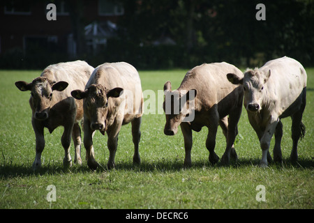 Vaches vaches dans le champ Banque D'Images