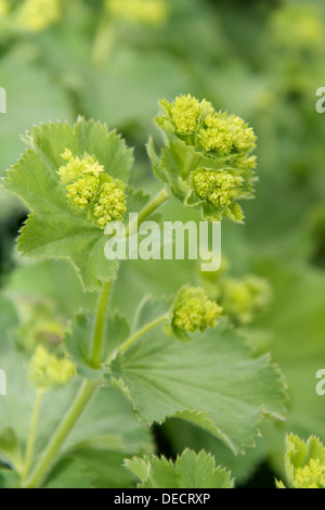 Les fleurs et les feuilles de l'Alchemilla mollis connu comme Lady's Mantle Banque D'Images