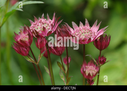 Astrantia - HADSPEN BLOOD Banque D'Images