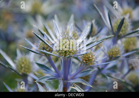 Blue Sea Holly, Eryngium bougatti Picos 'Blue' Banque D'Images