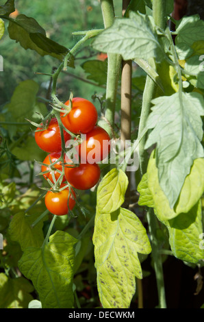 Tomates rouges mûres poussant dans une serre Banque D'Images