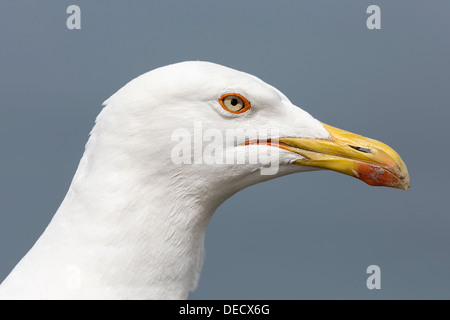 Portrait de goéland jaune Banque D'Images